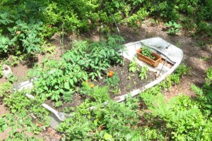 I am not a gardener, but I do have a little garden. It's in an old dinghy.