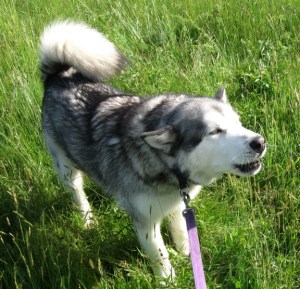 Wolfie talks a lot, but he isn't telling the story.