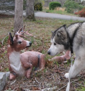 The fictional Wolfie is based on the very real Travvy. He wooed at the deer, but the deer wouldn't move.