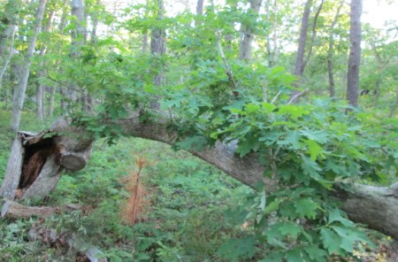 This oak was felled by Hurricane Irene in 2011. For three years it leafed out lying down.