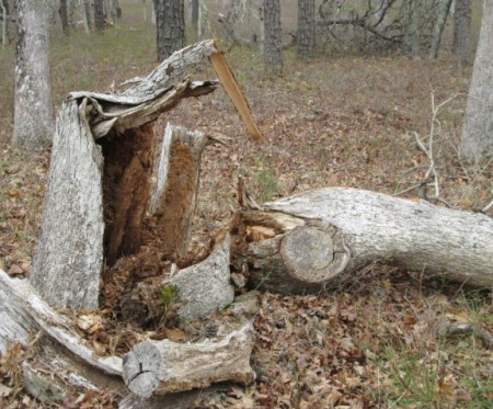 The winter of 2015 severed the oak's trunk. Its leafing days are over.