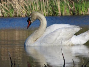 swans on the Mill Pond