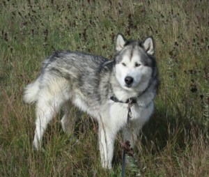 Travvy, on whom Wolfie is based but who has his own stories to tell