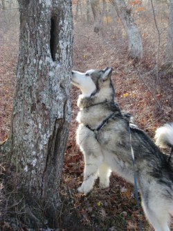 Travvy looks for a squirrel in a tree.