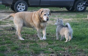 Puppy Travvy (right) meets Chamois, a mature yellow Lab, spring 2008.