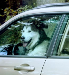 Dog in driver's seat